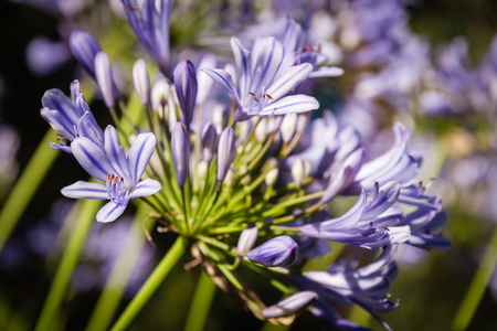 Agapanthus flower in bloom in garden in Corsicaの写真素材