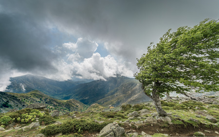 A windswept tree on a mountain ridge on the GR20 track in Corsica with dark cluds over distant mountainsの写真素材
