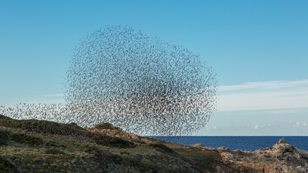 Murmuration of birds at Lozari beach on the coast of Corsicaの写真素材