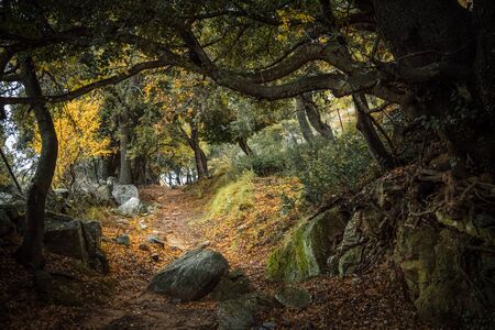 Twisted tree roots and golden leaves line a footpath through an Autumnal woodland in the Balagne...