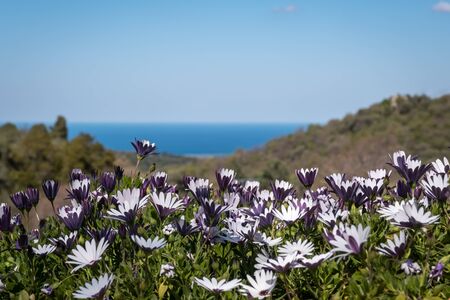 Purple Mediterranean Blue-and-White daisies (Dimorphotheca ecklonis) lit by sunlight  with the blue Mediterranean sea and blue skies in the distanceの写真素材