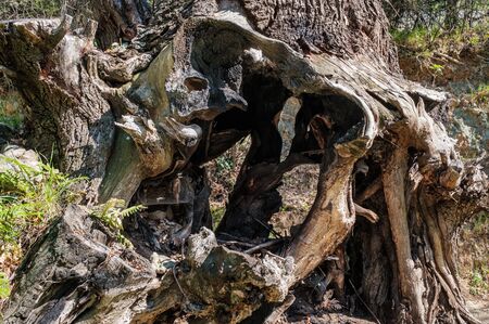 Twisted roots and stump of an ancient burnt out oak tree in woodland in Corsicaの写真素材