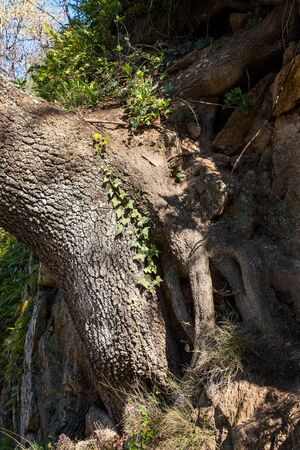 Roots, trunk and bark of an ancient oak tree in Corsica clinging to a rock face with ivy growing up...