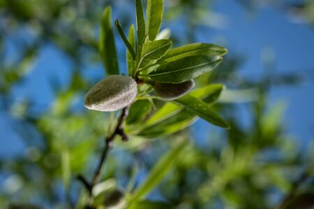 New springtime growth of an almond nut against a backdrop of green foliage and blue skies in Corsica
