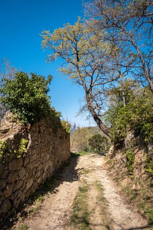 Dirt track in Corsica passing an ancient stone wall covered in ivy and ferns leading to a large Oak...