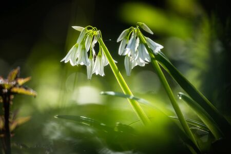 Wild garlic flowers bathed in early morning spring sunshine in a woodland in Corsica