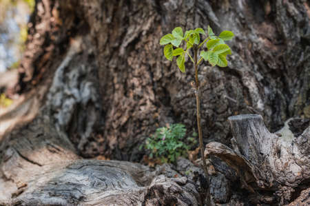 Green shoots of a new tree growing out of an old burnt out tree stump