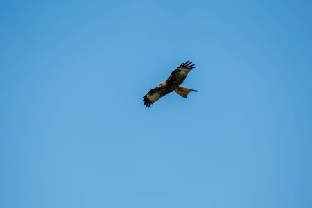 Red Kite (Milvus milvus) searching for prey against a deep blue sky in the Balagne region of Corsica
