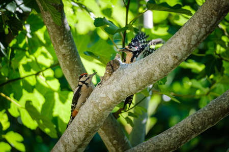 A male Great Spotted Woodpecker (Dendrocopos Major) arrives to feed a juvenile in a fig tree in Corsicaの写真素材