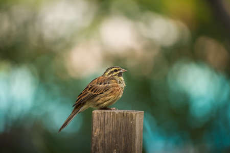 Cirl Bunting (Emberiza cirlus) perched on a wooden post in a garden in Corsicaの写真素材
