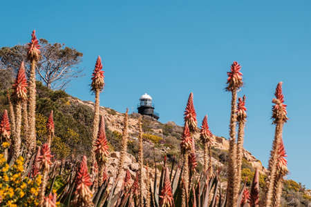 Revellata lighthouse on a rocky outcrop near Calvi in the Balagne region of Corsica with wild red hit poker flowers in the foregroundの写真素材