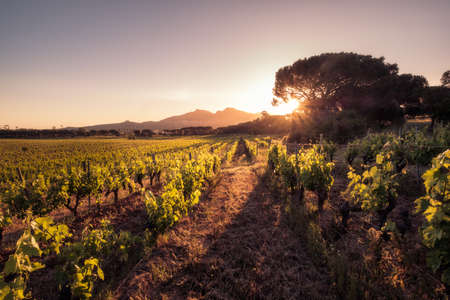 Dawn breaking over a vineyard in Corsica with mountains in the distanceの写真素材