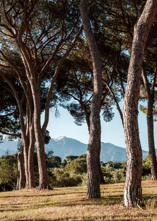 Morning sun on a group of pine trees in a vineyard in Corsica with snow capped mountains in the...