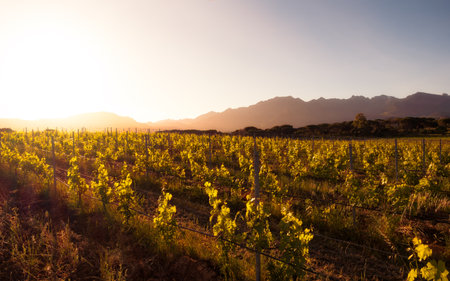 Dawn breaking over a vineyard in Corsica with mountains in the distanceの写真素材