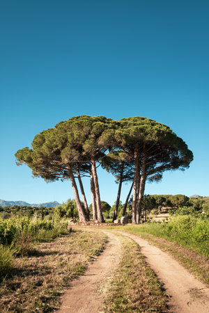 Morning sun on a small copse of pine trees in a vineyard in Corsicaの写真素材