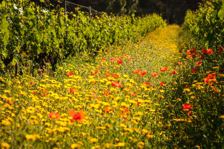 Wild flowers and poppies in between rows of vines in a vineyard at Calvi in the Balagne region of Corsicaの写真素材