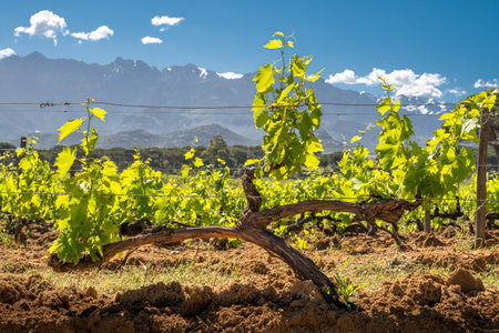 Twisted stem and young shoots of a vine in a vineyard at Calvi in the Balagne region of Corsica with snow capped mountains in the distanceの写真素材