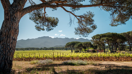Rows of vines in a vineyard at Calvi in the Balagne region of Corsica with mountains in the distanceの写真素材