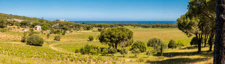 Panoramic view over a vineyard in the Balagne region of Corsica with the citadel of Calvi and Mediterranean sea in the distance under a clear blue skyの写真素材
