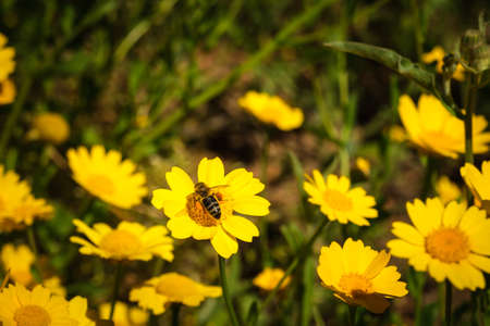 A honey bee collecting nectar from a yellow daisy flower in Corsicaの写真素材