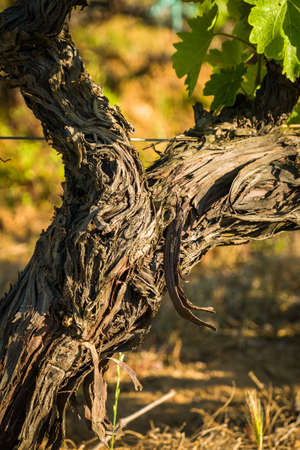 Twisted and gnarly stem of a vine in a vineyard at Calvi in the Balagne region of Corsicaの写真素材