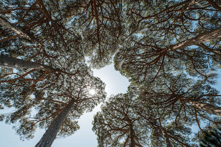 View upwards into the canopy of a circle of pine trees under the blue skies and sunshine of Corsicaの写真素材