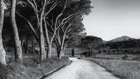 Black and white image of sunlight on an avenue of pine trees along a track leading to a vineyard in Corsicaの写真素材