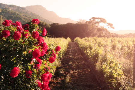Red roses blooming in the evening sun in a vineyard in Corsica with vines and hills in the backgroundの写真素材