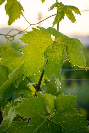 Early morning dew and water droplets on a vine leaf in a vineyard in Corsicaの写真素材
