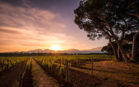 Dawn breaking over rows of young vines in a vineyard in Corsica with pine trees in the foreground and mountains in the distanceの写真素材