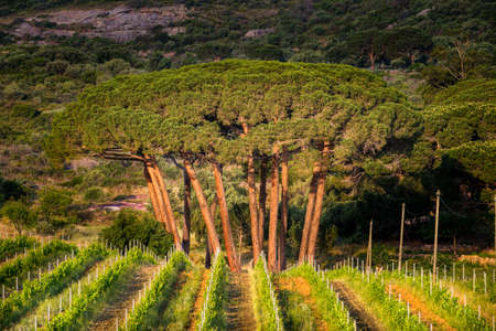 Morning sun on a copse of pine trees in a vineyard at Calvi in Corsicaの写真素材
