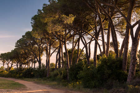 Morning sunlight on an avenue of pine trees along a dirt track in Corsicaの写真素材
