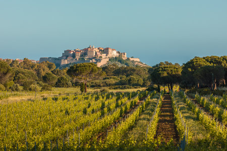 Early morning sun on the citadel of Calvi in the Balagne region of Corsica with a vineyard and pine trees in the foregroundのeditorial素材