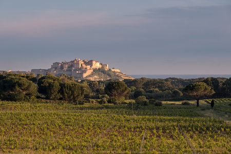 Morning sun on rows of vines in a vineyard in the Balagne region of Corsica with the citadel of Calvi in the distanceのeditorial素材