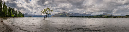 Panoramic view of the Wanaka Tree near the banks of lake Wananka in the South Island of New Zealand with dark clouds overheadの写真素材
