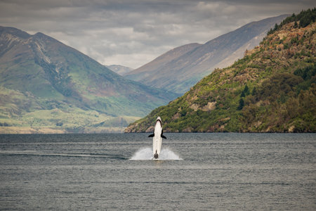 Queenstown, New Zealand - 20th December 2022: A Seabreacher submersible jet boat liveried as a great white shark leaps from the waters of Lake Wakitapu at Queenstown in New Zealandのeditorial素材
