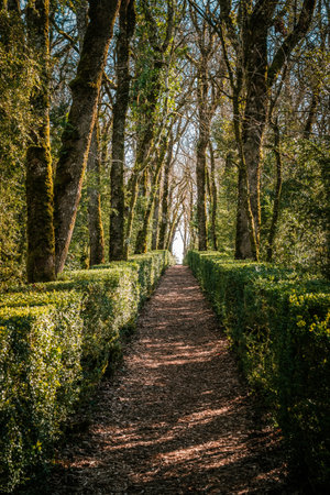 VÃ©zac, Nouvelle-Aquitaine, France - 7th March 2024 - A tree-lined path between boxwood hedges in the gardens of Marqueyssac, the most visited garden in south west France and listed as a National Historic Monumentのeditorial素材