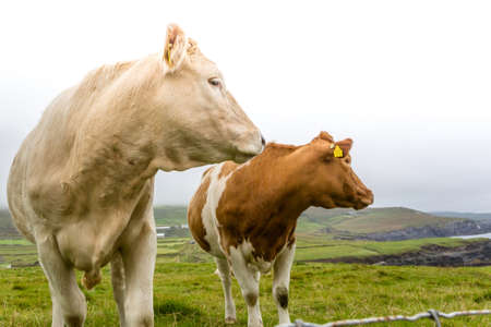 Two Irish cattle close up in a field in County Kerry, Ireland