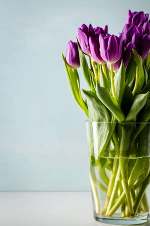 Bunch of purple tulips in tall glass vase on table with light blue background. Selective focus. Copy space.の写真素材