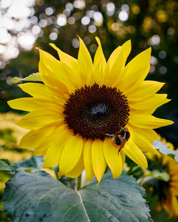 Bee collecting pollen on Sunflowerの写真素材