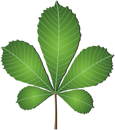Leaf nature for pattern backgroundのイラスト素材