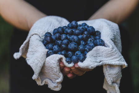 Blueberries in Hands Food Backgroundの写真素材