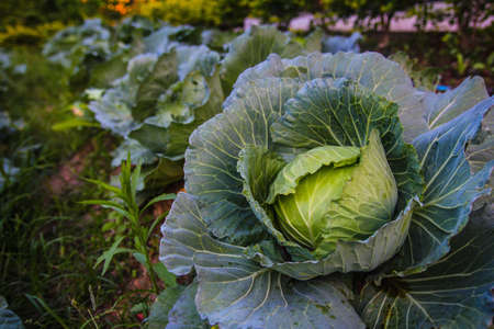 Delicious Vegetable Cabbage Food Backgroundの写真素材