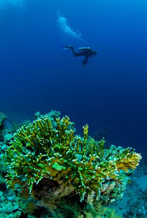 diver with cameraの写真素材