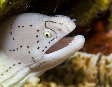 Black spotted Moray eel with mouth openの写真素材