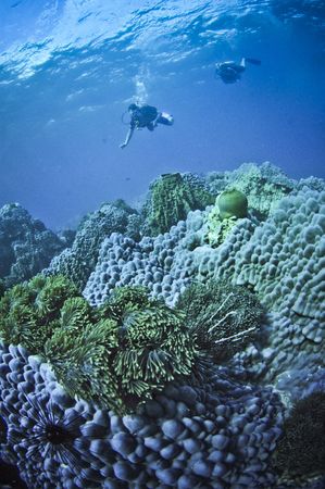 divers over reef in thailandの写真素材