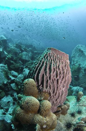 Coral seascapeの写真素材