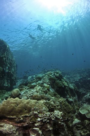 snorkelers over reefの写真素材