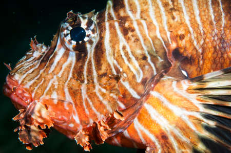 Lion fish swimming in the ocean in the Red sea
