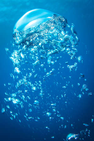 underwater air bubbles in the clear blue ocean rising to the surfaceの写真素材